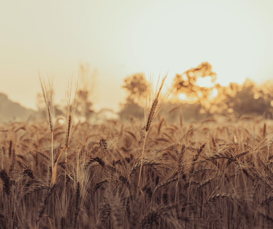 Majakka • Ote-klinikka